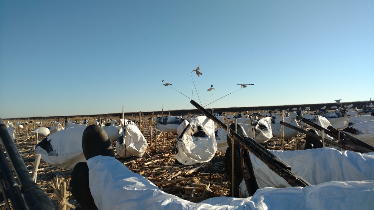 Missouri Snow Goose Hunting Photo